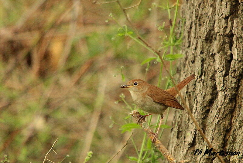 Common Nightingale