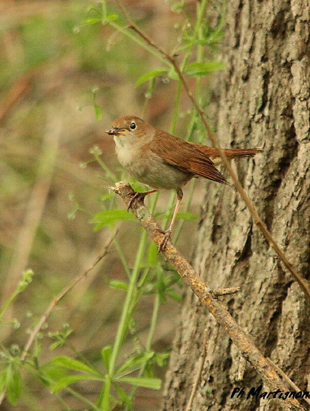 Common Nightingale