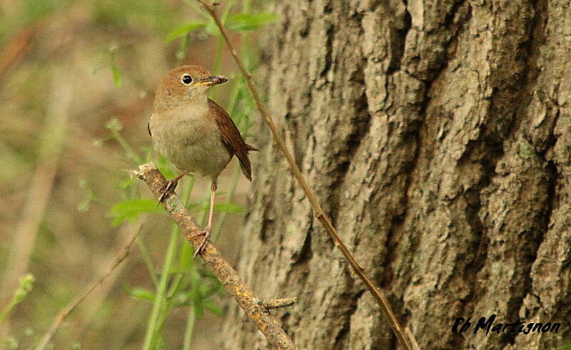 Common Nightingale