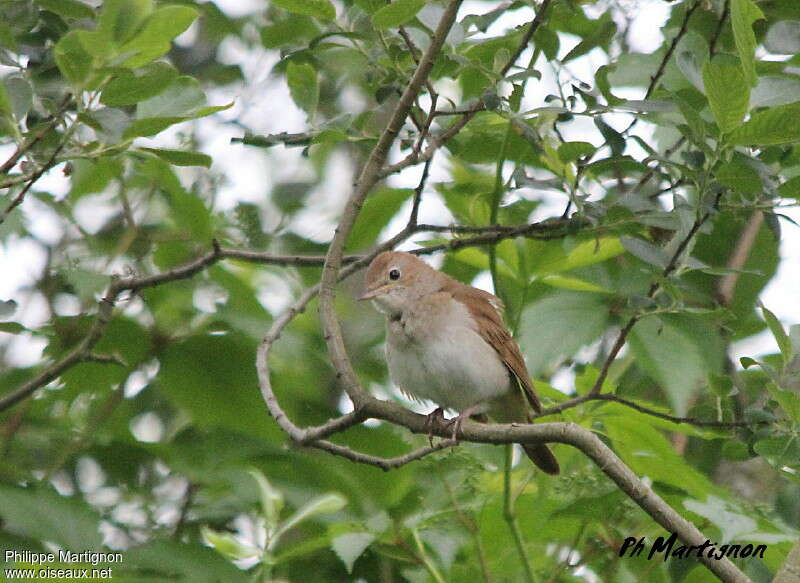 Common Nightingaleadult, habitat, pigmentation