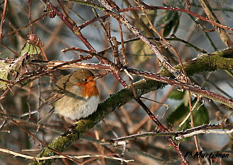 Rougegorge familier