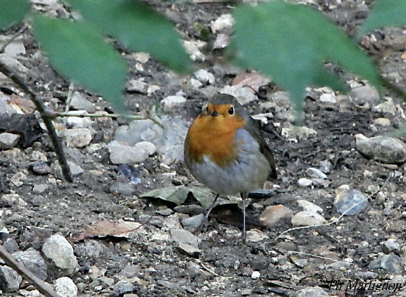 European Robin