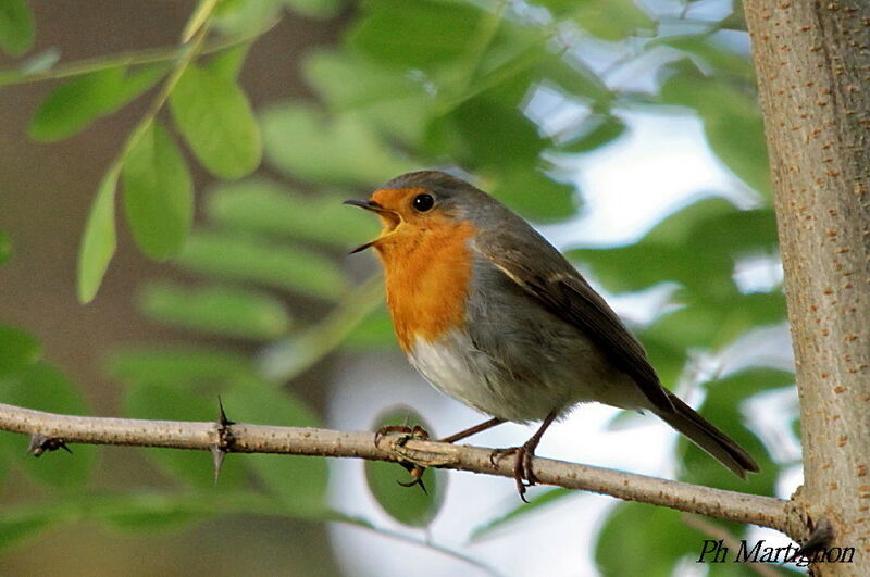 European Robin