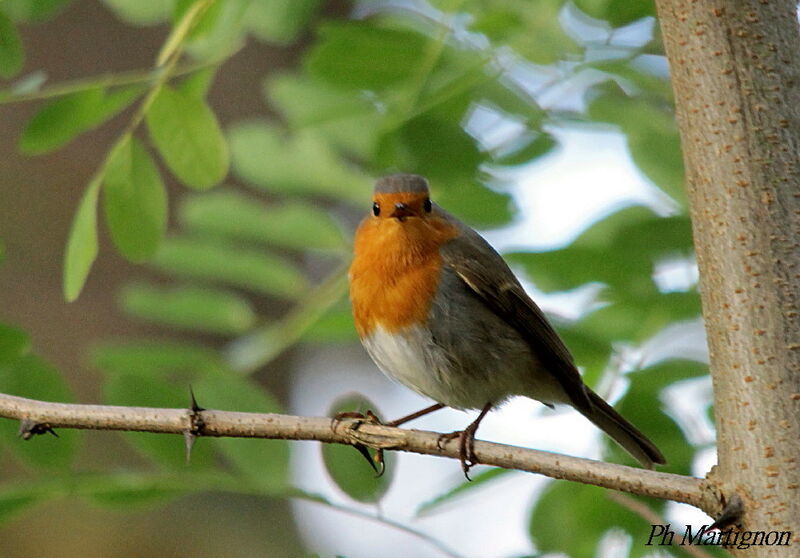 European Robin