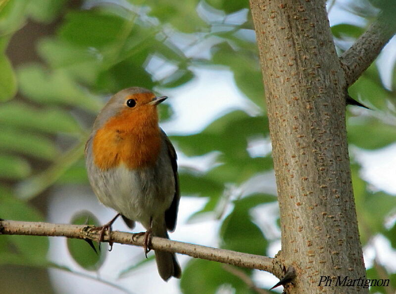 European Robin