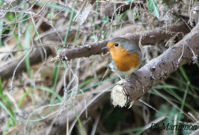 Rougegorge familier, identification