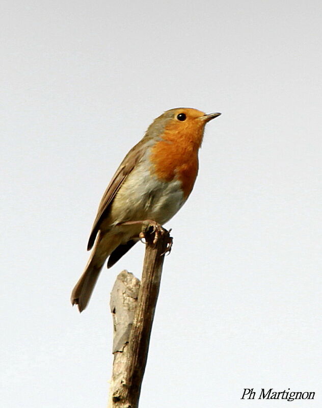 Rougegorge familier, identification