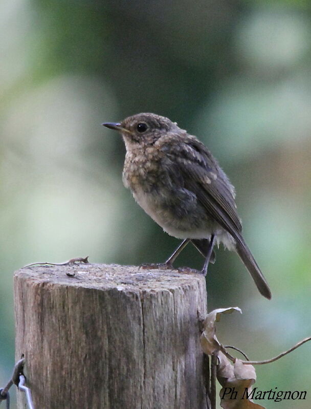 European Robin, identification