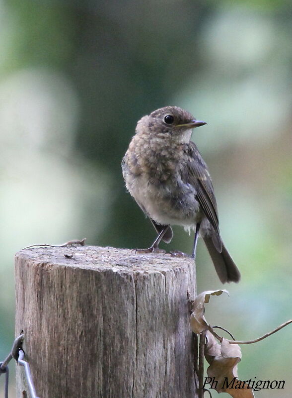 Rougegorge familier, identification