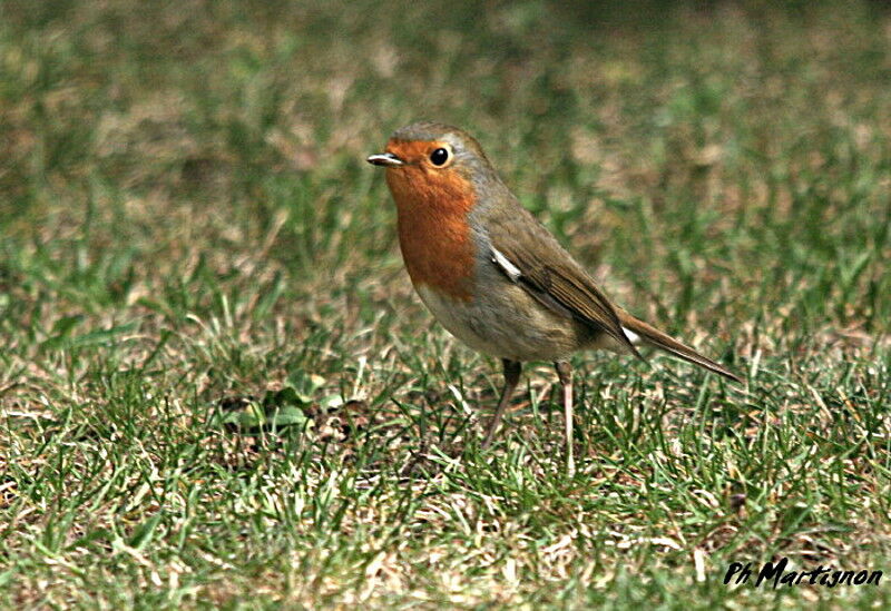 European Robin, identification