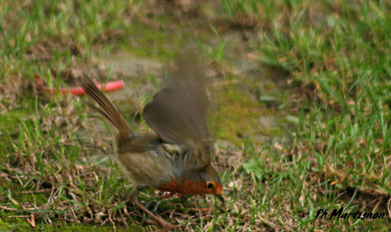 Rougegorge familier, identification