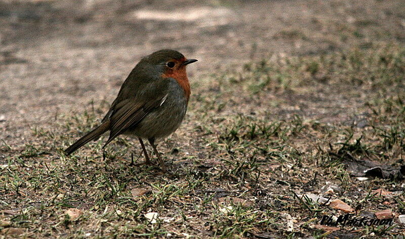 Rougegorge familier, identification