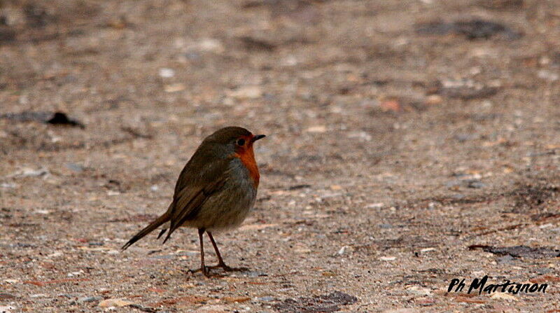 European Robin, identification