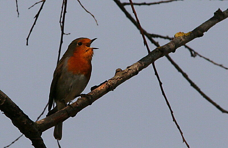 Rougegorge familier, identification