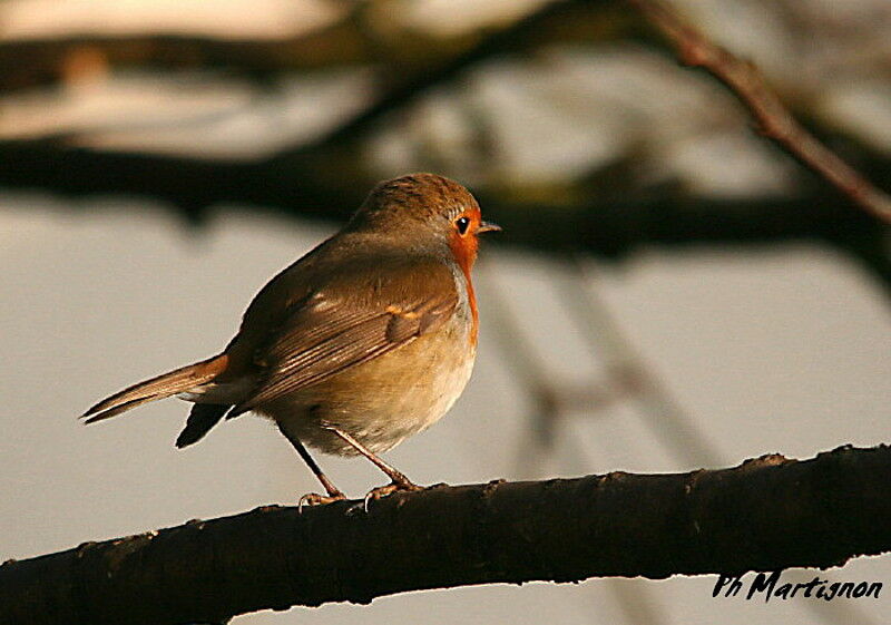 Rougegorge familier, identification