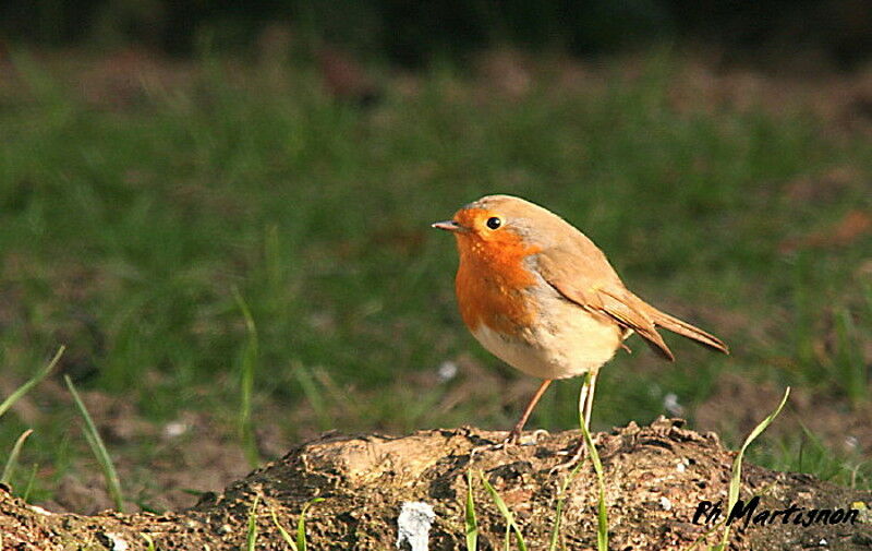 European Robin, identification