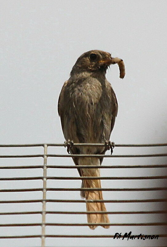 Black Redstart