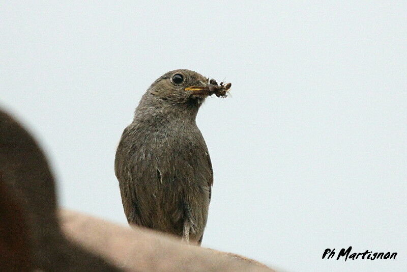 Black Redstart