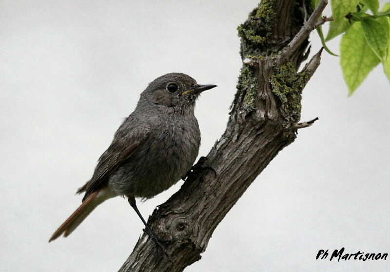 Black Redstart