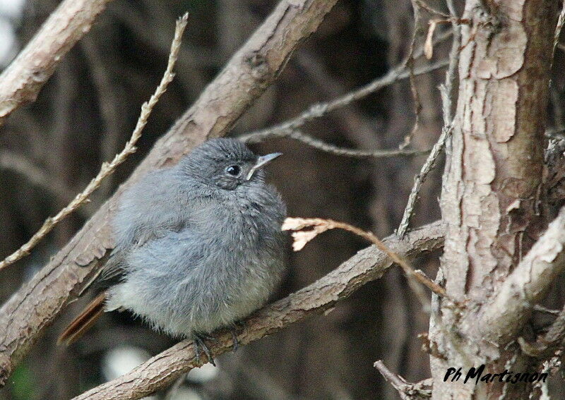 Black Redstartjuvenile