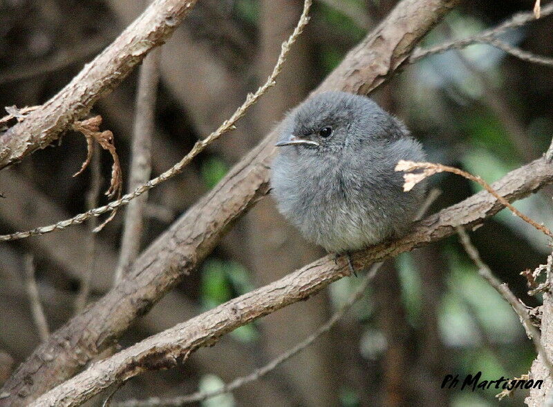 Black Redstartjuvenile