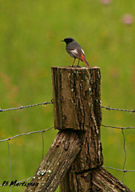 Black Redstart male