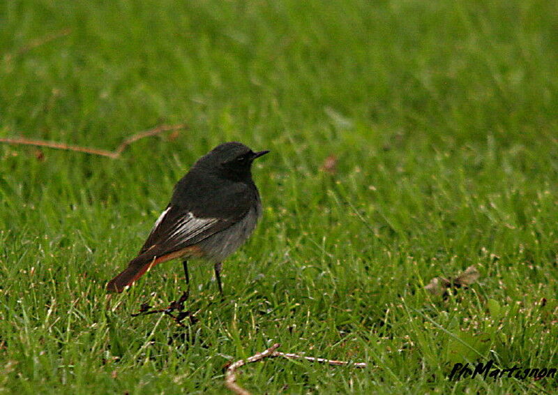 Black Redstart