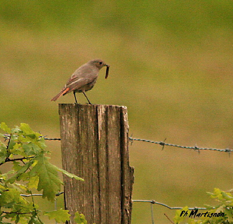 Rougequeue noir femelle