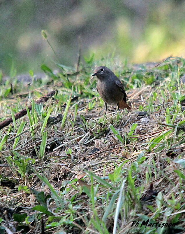 Black Redstart female