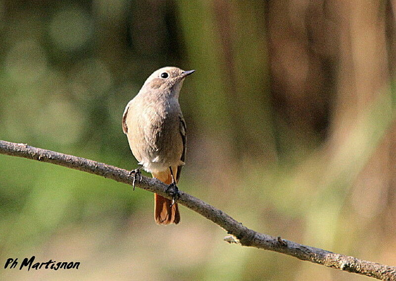 Black Redstart female