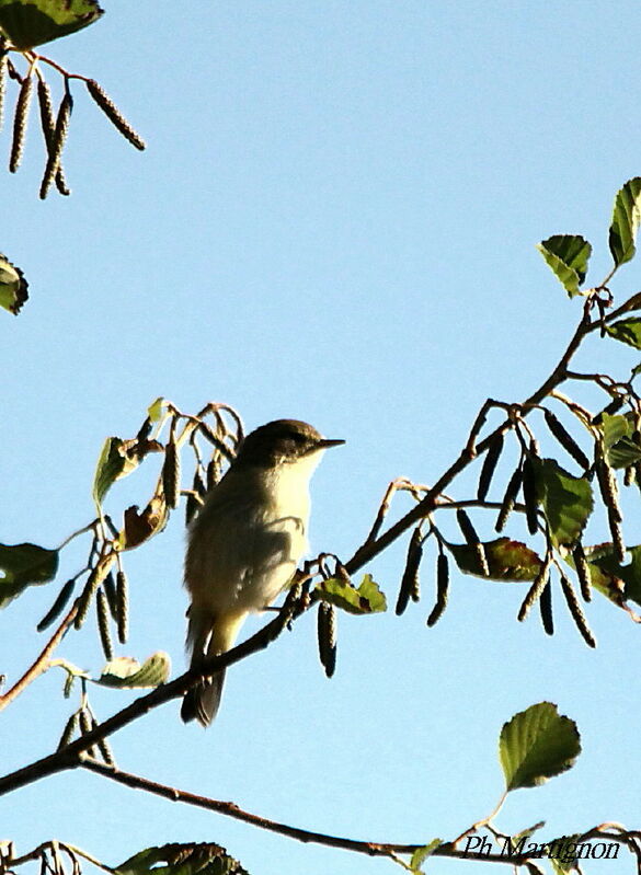 Marsh Warbler