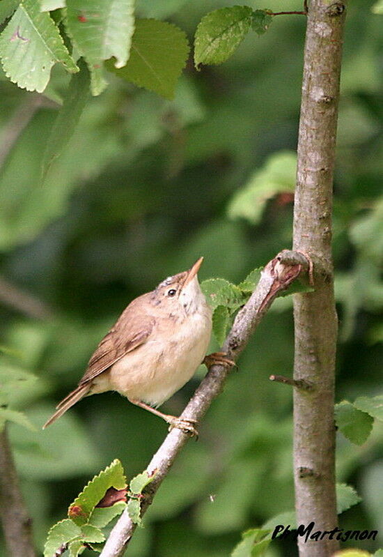 Rousserolle verderolle