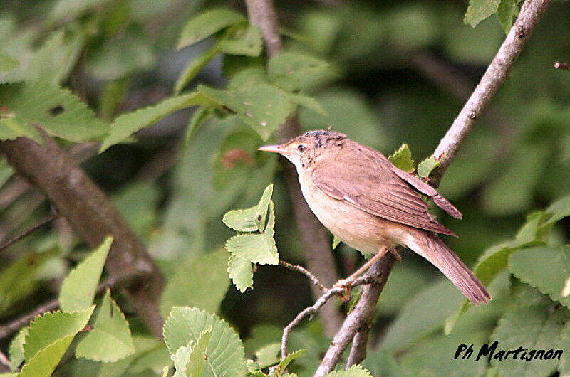 Marsh Warbler