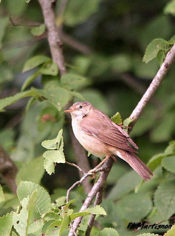 Rousserolle verderolle