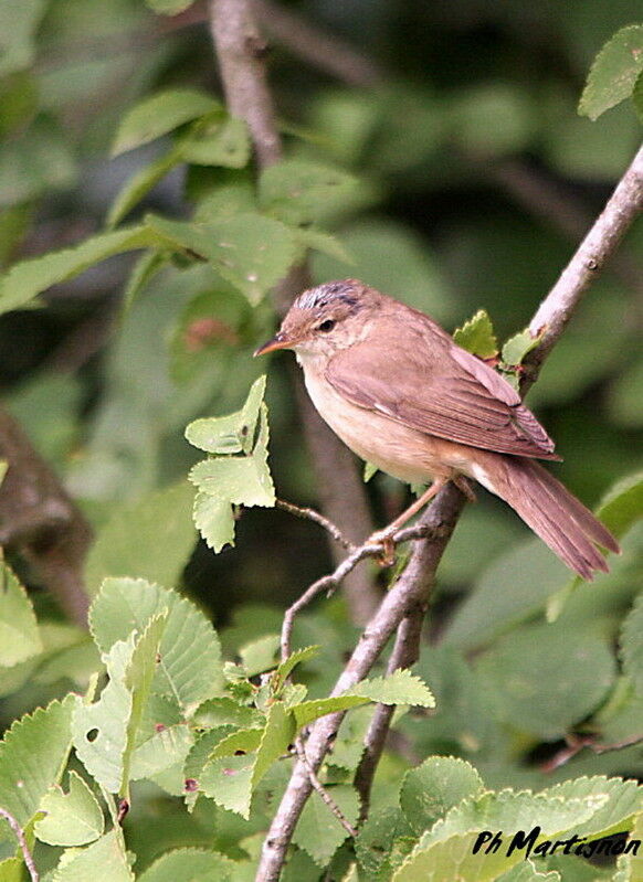 Marsh Warbler