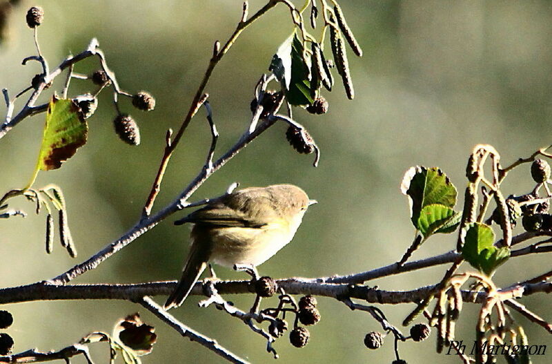 Marsh Warbler