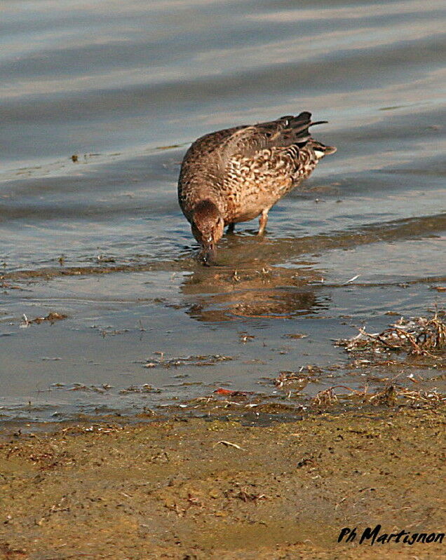 Eurasian Teal