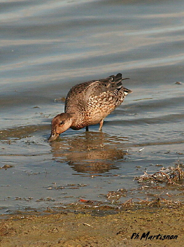 Eurasian Teal