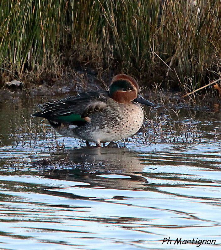 Sarcelle d'hiver mâle, identification