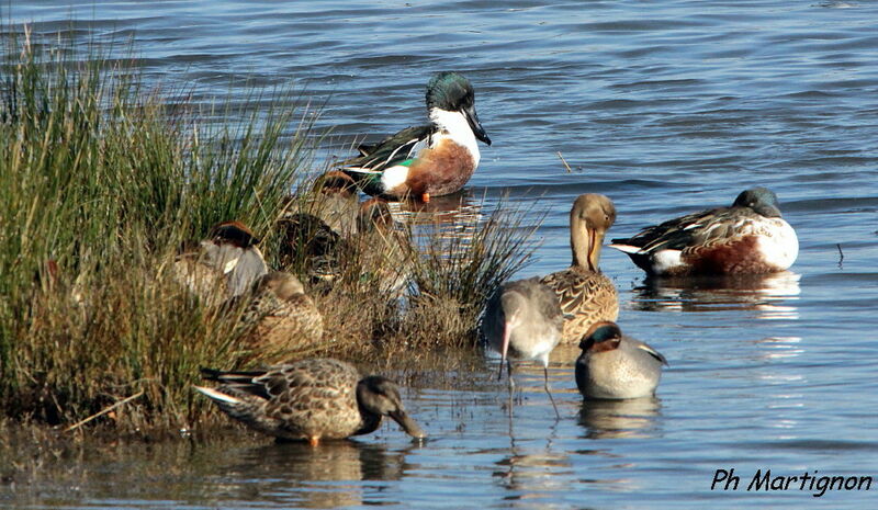 Eurasian Teal