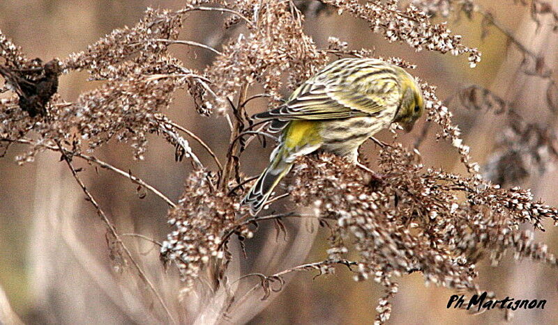 Serin cini, identification