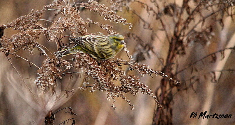 Serin cini, identification