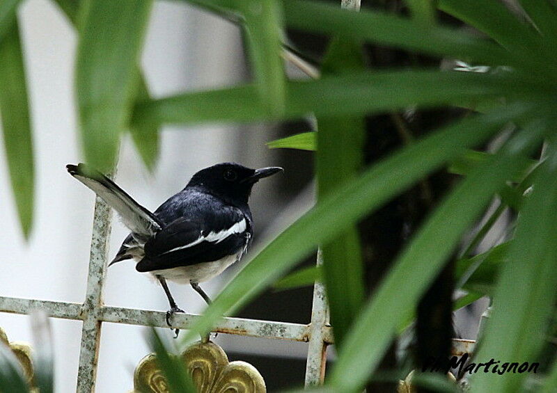 Oriental Magpie-Robin