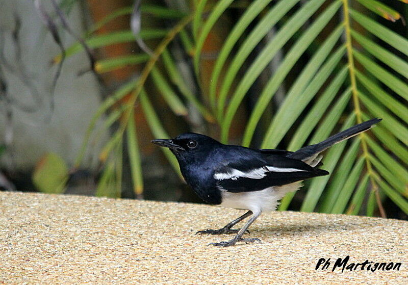 Oriental Magpie-Robin