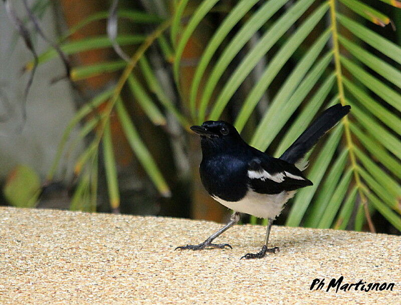 Oriental Magpie-Robin