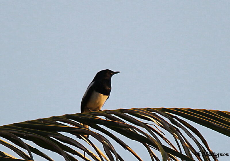 Oriental Magpie-Robin