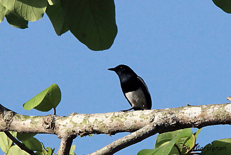 Oriental Magpie-Robin, identification