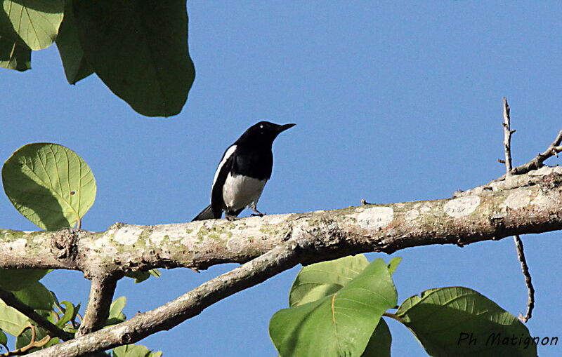 Oriental Magpie-Robin, identification