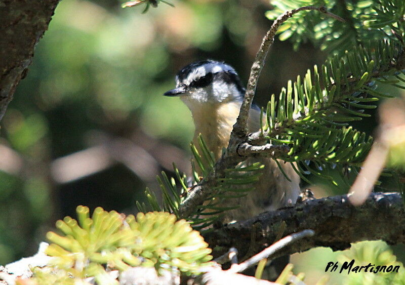 Red-breasted Nuthatch