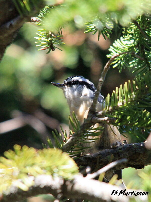 Red-breasted Nuthatch